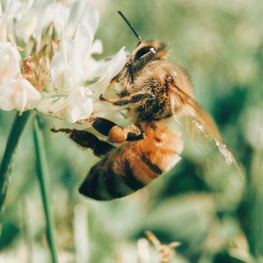 STOP drinking artificial sweeteners, drink honey instead