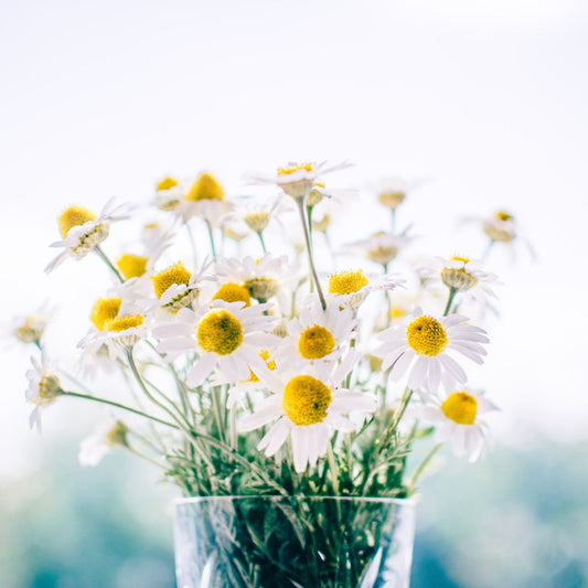 Chamomile