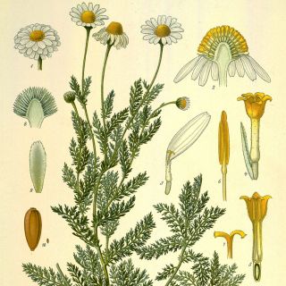 The Science of Chamomile